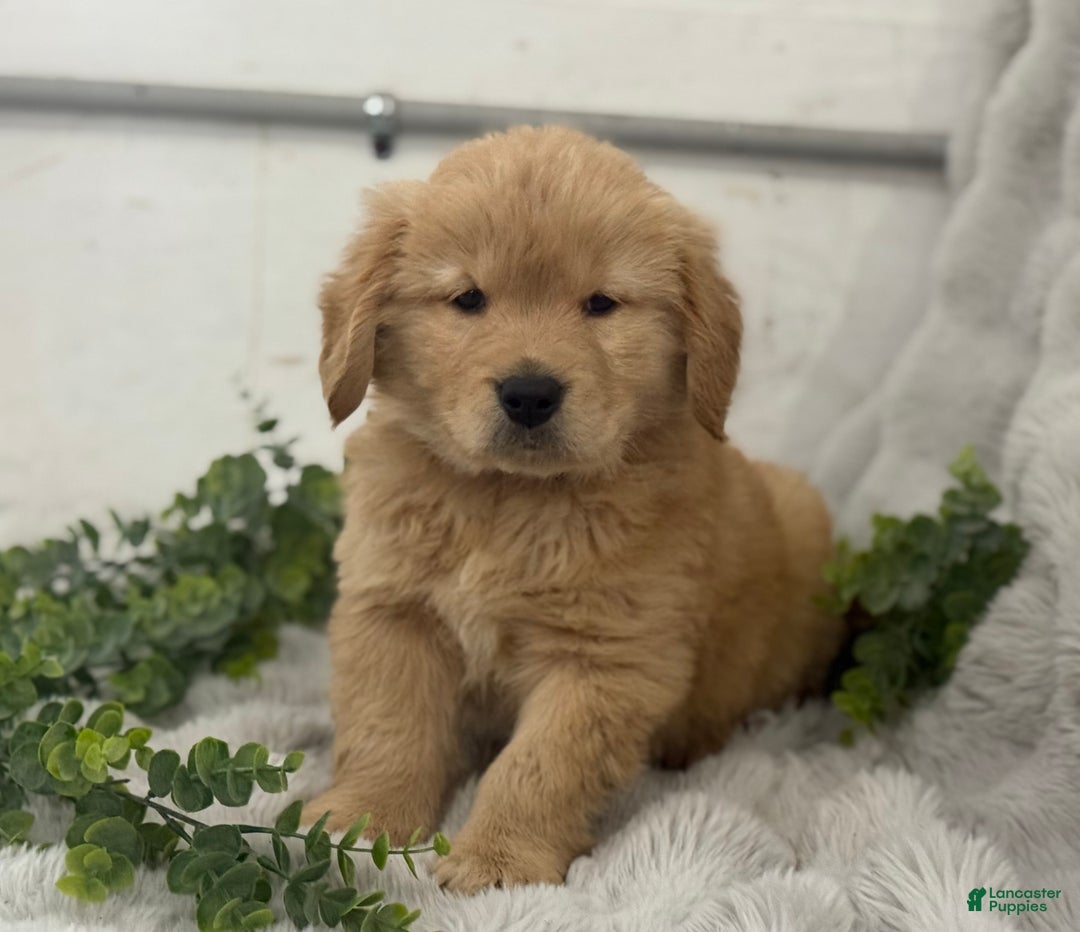 Golden Retriever dogs for sale: Snow Ball - Ad 12