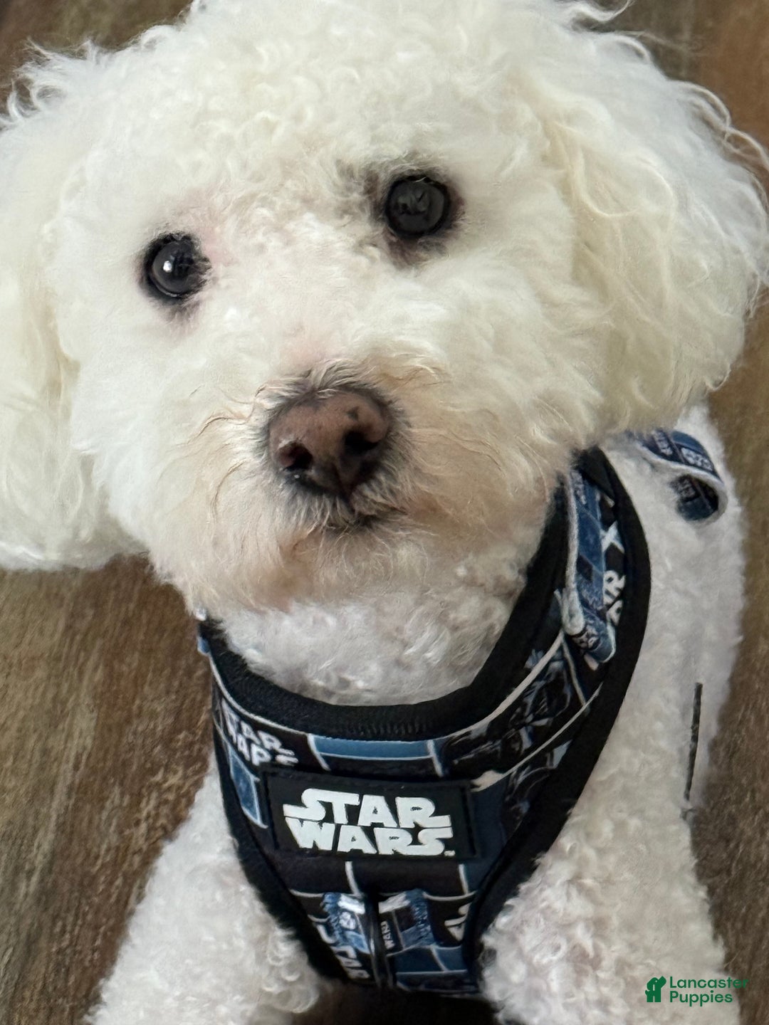 Pomapoo dogs for sale: Bandit - Ad 8