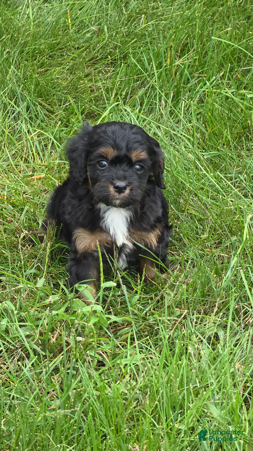 Cavapoo dogs for sale: Rio - Ad 3