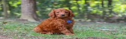 Goldendoodle dogs for sale: Braxton - Ad 3