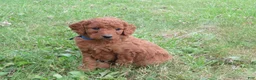 Mini Goldendoodle dogs for sale: Twix - Ad 2