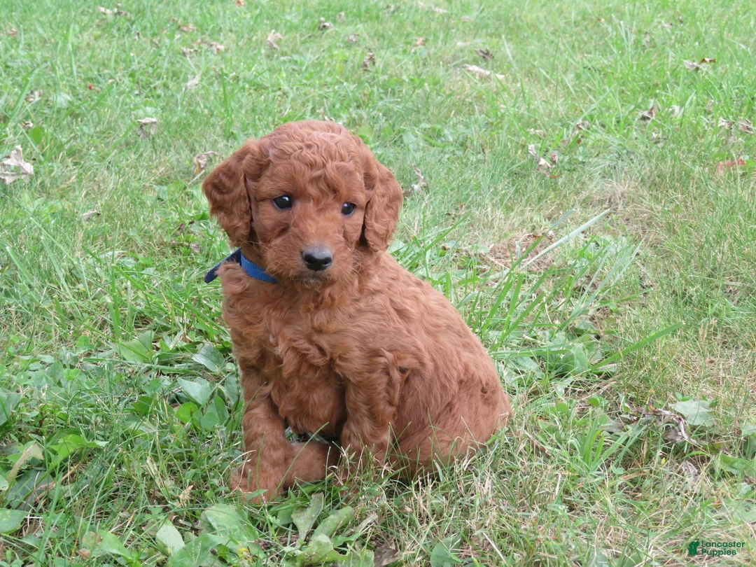 Mini Goldendoodle dogs for sale: Twix - Ad 2
