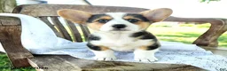 Welsh Corgi Pembroke dogs for sale: Reagan - Ad 5