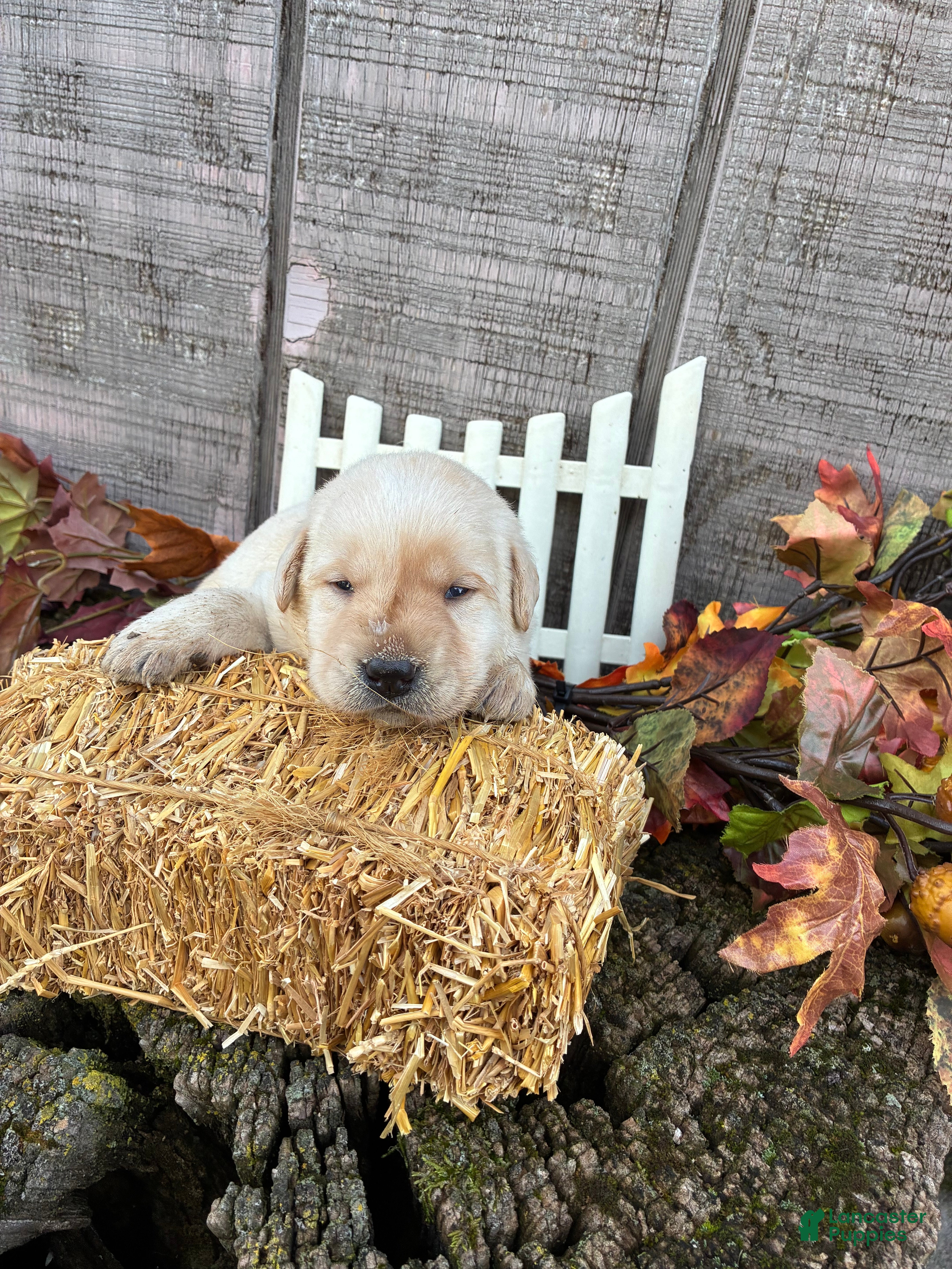Labrador Retriever dogs White girl 4 - Ad 1
