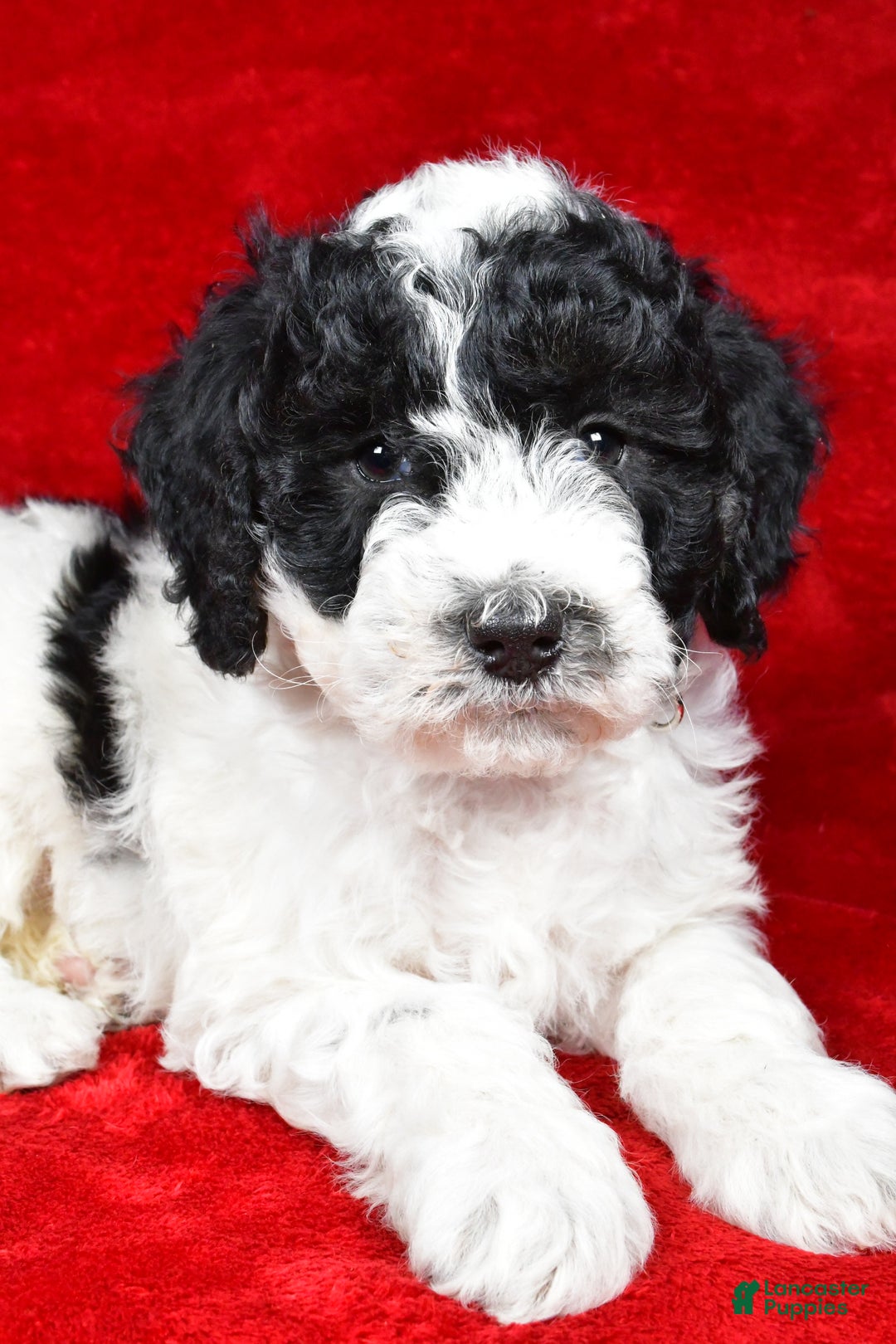 Mixed Breed dogs for sale: Sophie  - Ad 1