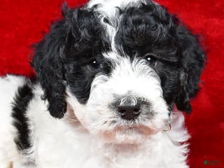 Mixed Breed dogs Sophie - Ad 13