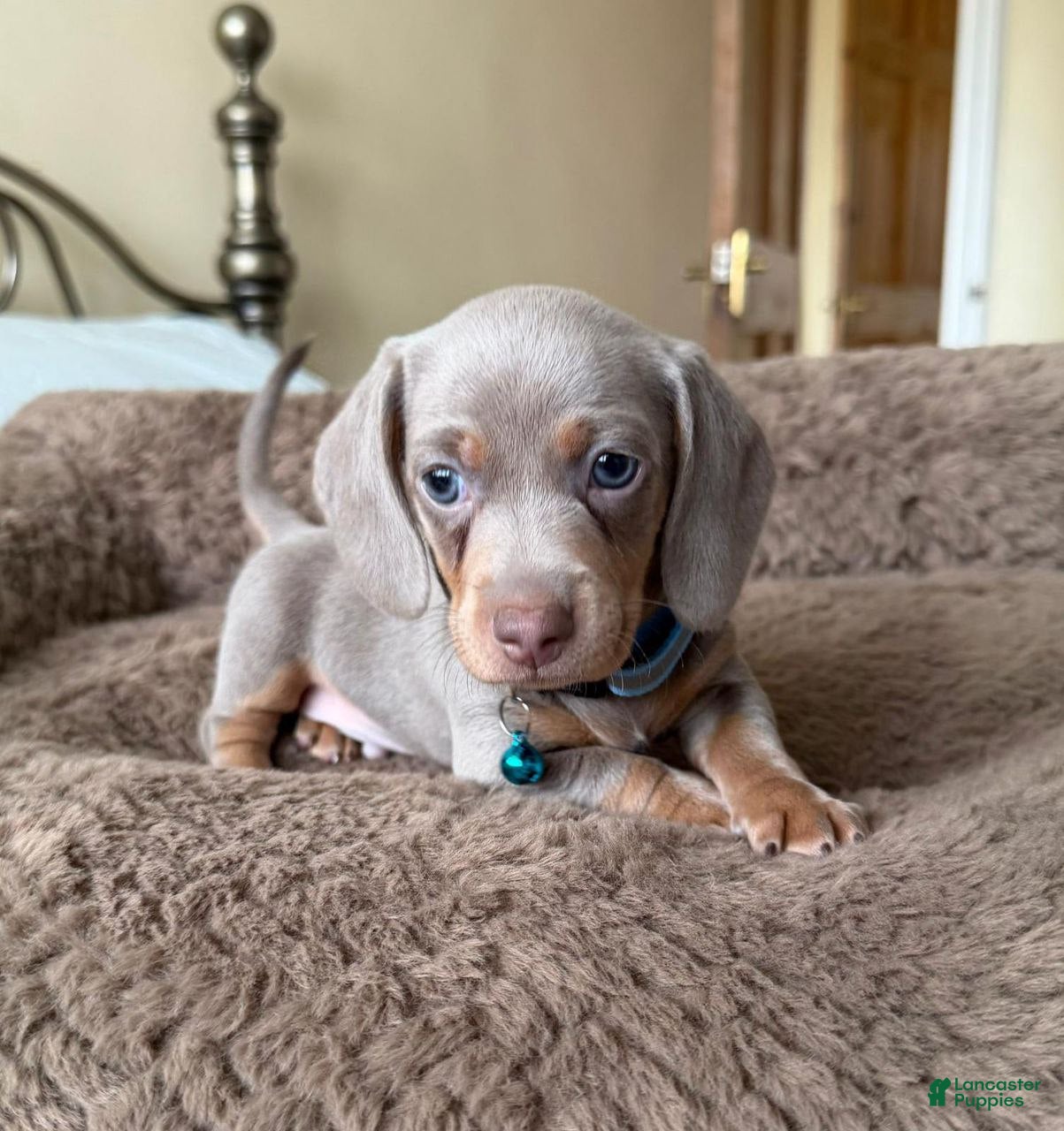 Miniature Dachshund dogs Miniature Dachshund Puppy 4 - Ad 28