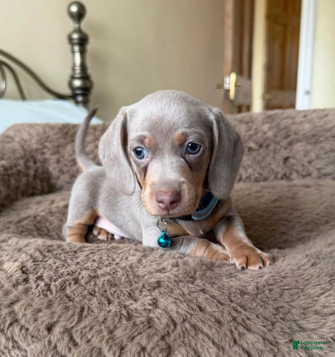 Miniature Dachshund dogs for sale: Miniature Dachshund Puppy 4 - Ad 1