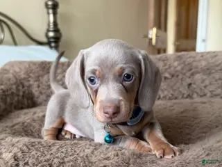 Miniature Dachshund dogs Miniature Dachshund Puppy 4 - Ad 28