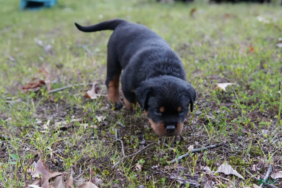 Rottweiler dogs for sale: Rottweiler 4 - Ad 1