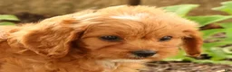 Cavapoo dogs for sale: Jenny - Ad 9
