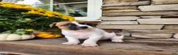 Rat Terrier dogs for sale: Dixie - Ad 4