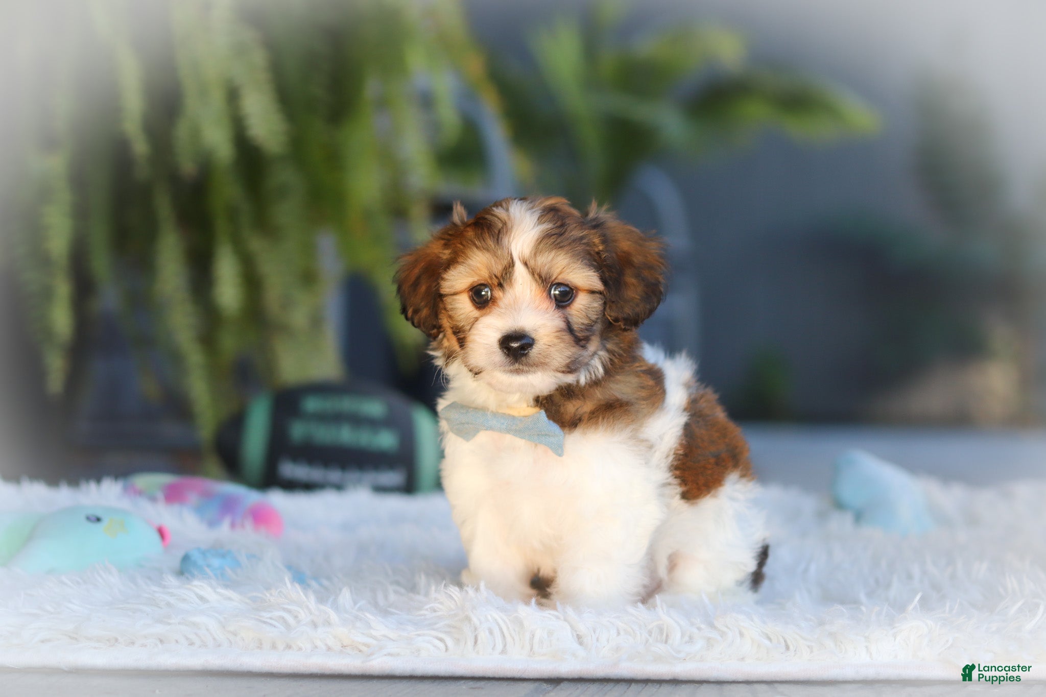 Cavachon dogs Hayes - Ad 2