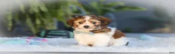 Cavachon dogs for sale: Hayes - Ad 2
