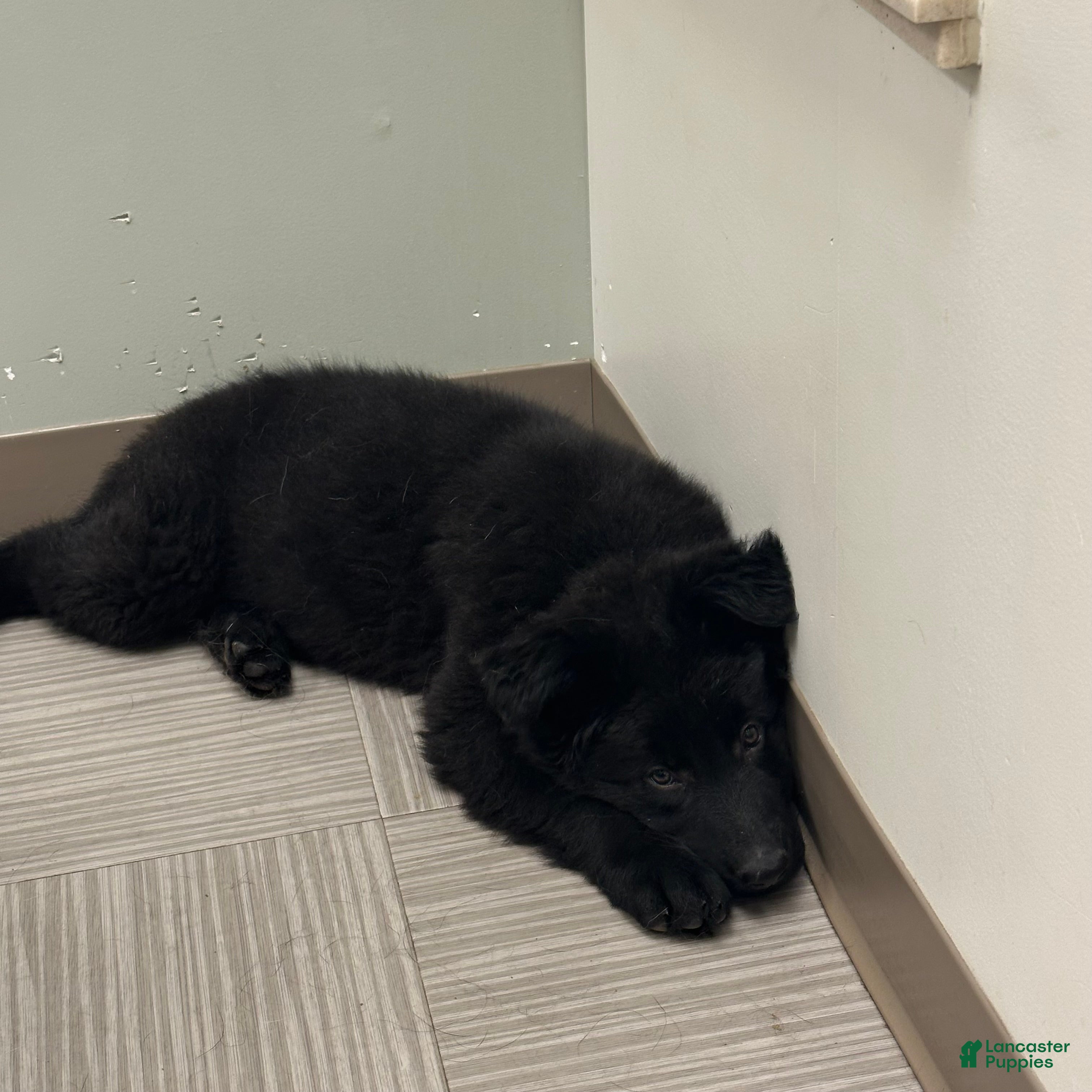 German Shepherd dogs for sale: German Shepherd 3 - Ad 2