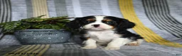 Cavalier King Charles Spaniel dogs for sale: Jill - Ad 5