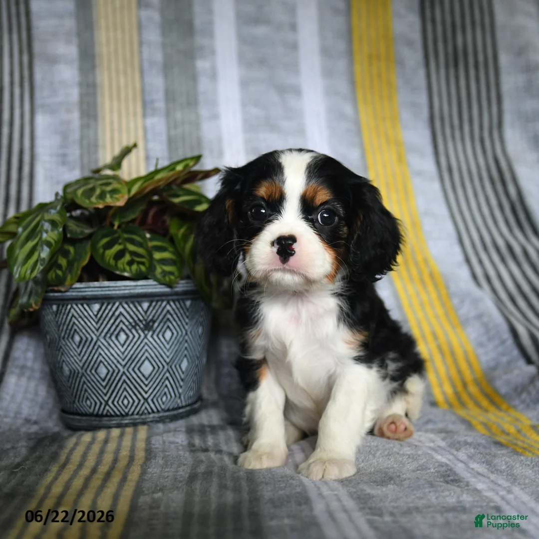 Cavalier King Charles Spaniel dogs for sale: Jill - Ad 5