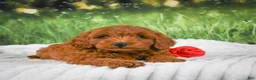Mini Goldendoodle dogs for sale: Cooper - Ad 6