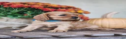 Cavalier King Charles Spaniel dogs for sale: Tracy - Ad 4