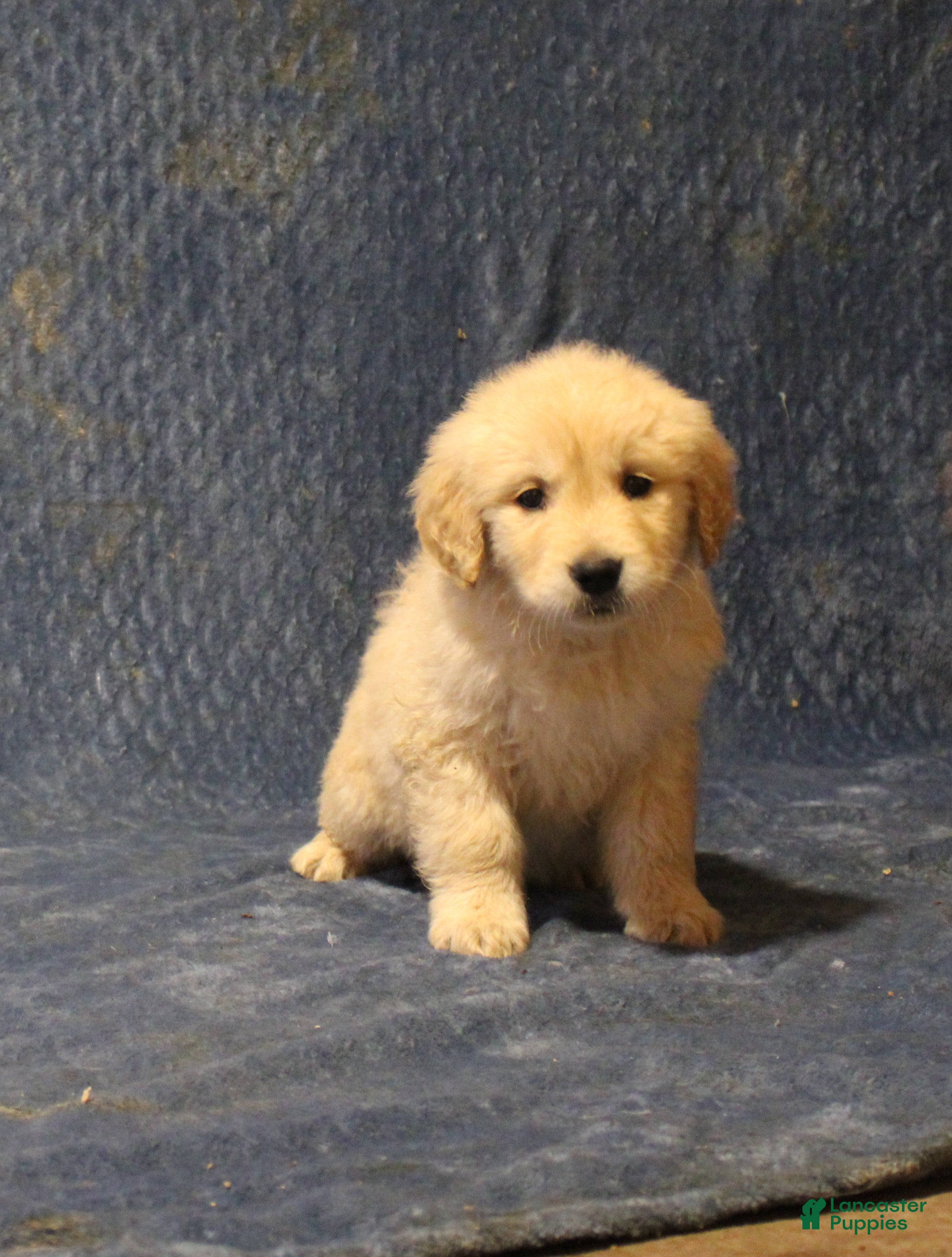 Golden Retriever dogs Chief - Ad 26