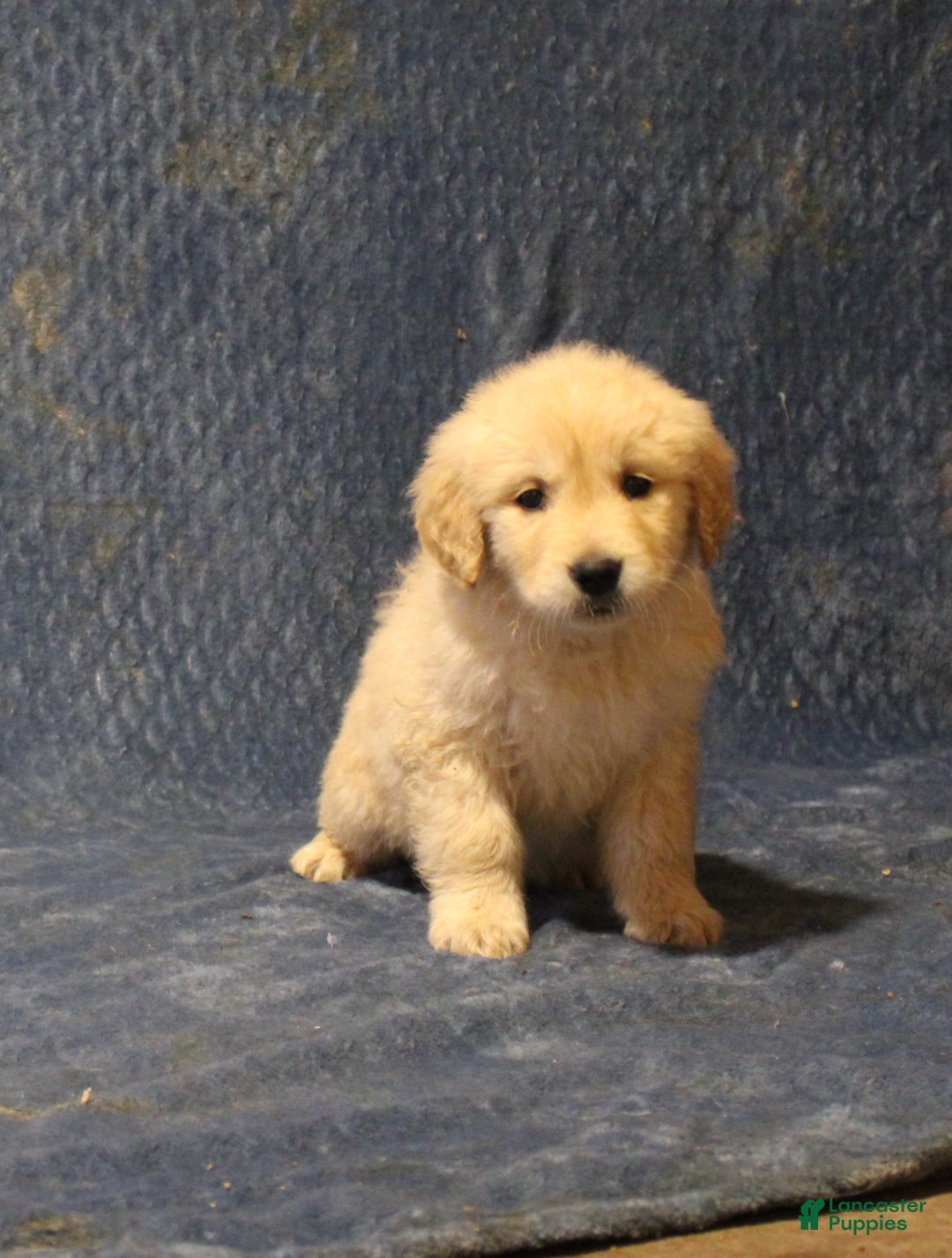 Golden Retriever dogs for sale: Chief - Ad 1
