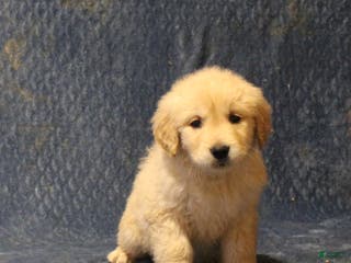 Golden Retriever dogs Chief - Ad 7