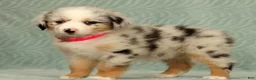 Australian Shepherd dogs for sale: Skye - Ad 4