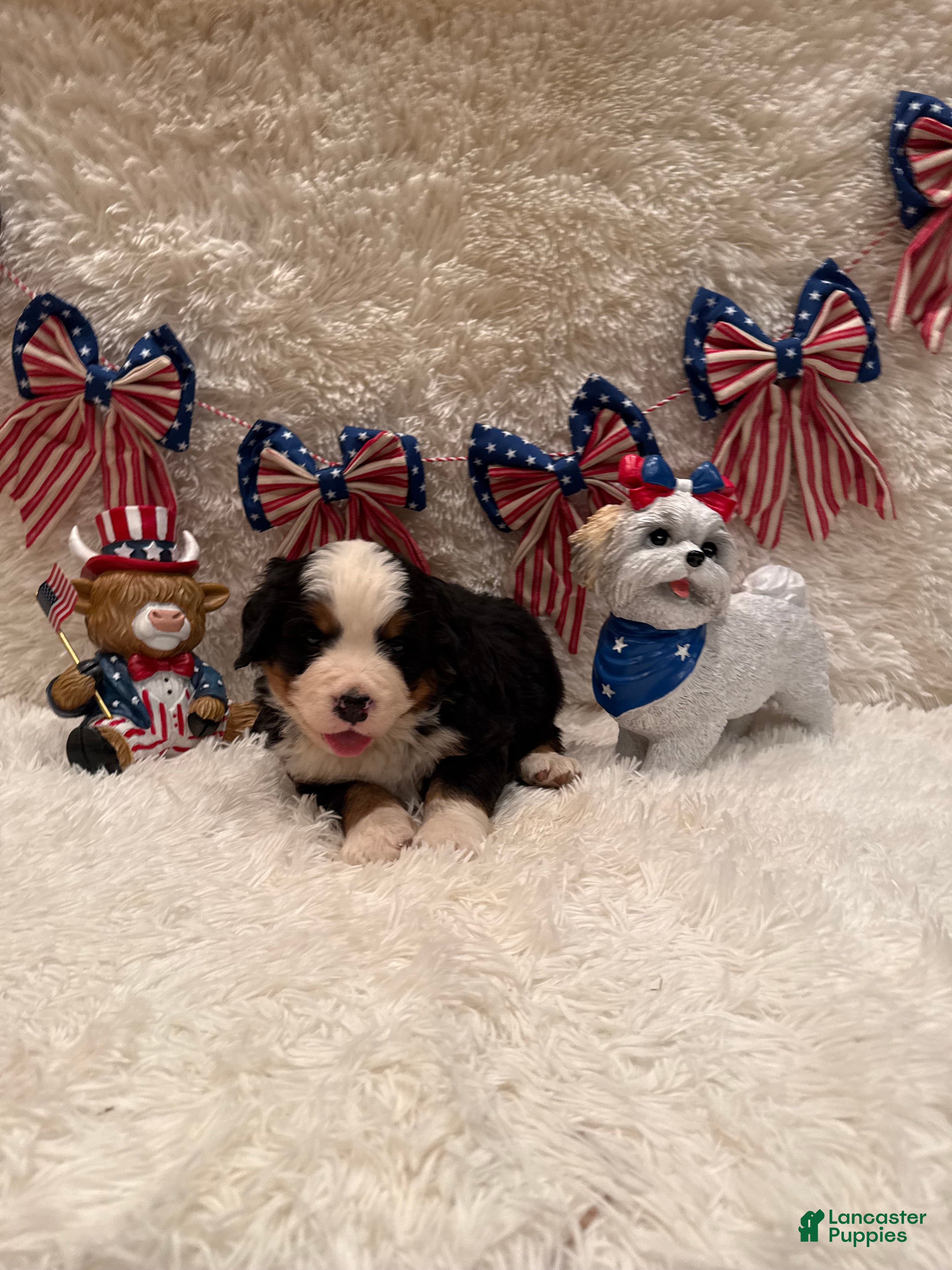 Bernese Mountain Dog dogs Dean - Ad 3