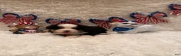 Bernese Mountain Dog dogs for sale: Dean - Ad 21