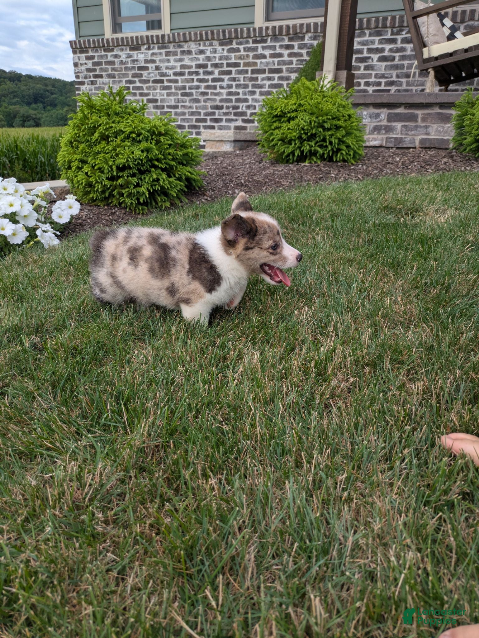 Welsh Corgi Pembroke dogs Oreo - Ad 2