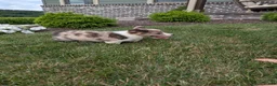 Welsh Corgi Pembroke dogs for sale: Oreo - Ad 2