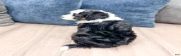 Mini Sheepadoodle dogs for sale: Jessabelle - Ad 5
