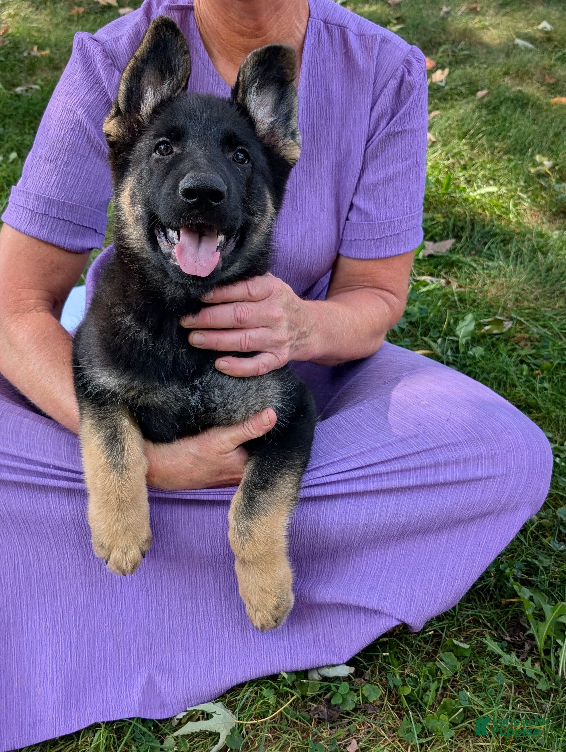 German Shepherd dogs Dani - Ad 2
