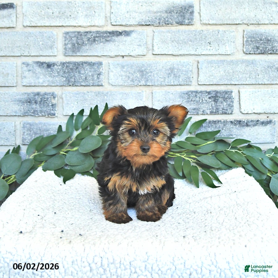 Yorkshire Terrier dogs Vivi - Ad 2