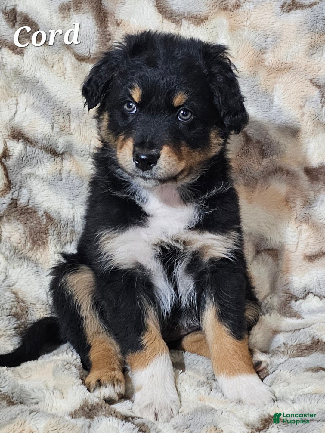 Australian Shepherd dogs for sale: CORD  - Ad 2