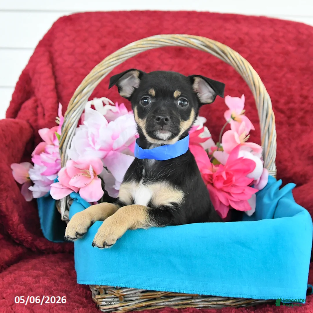 Mixed Breed dogs for sale: Bandit - Ad 1