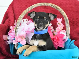 Mixed Breed dogs for sale: Bandit - Ad 1