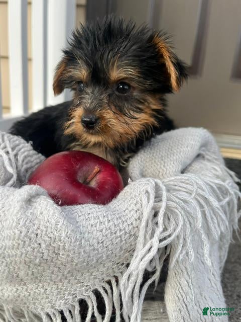 Yorkshire Terrier dogs for sale: Macey - Ad 1