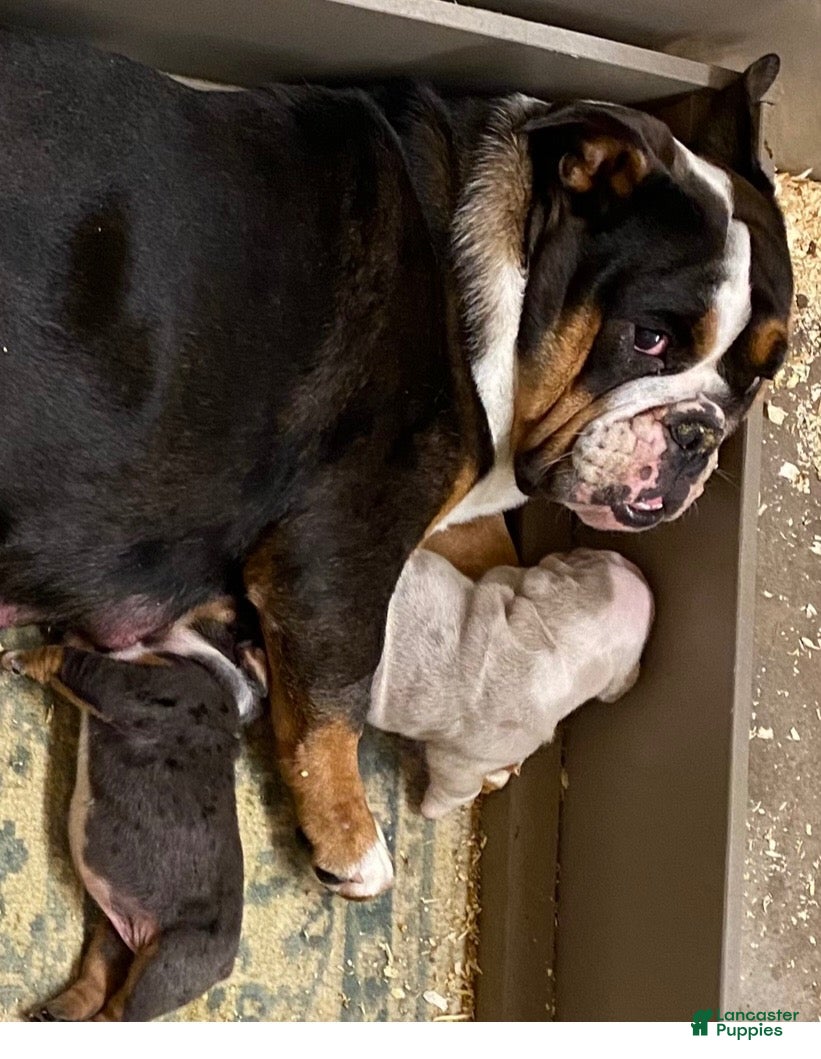 English Bulldog dogs Perfection - Ad 2