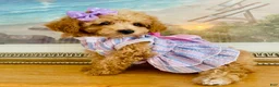 Maltipoo dogs for sale: Tiny Tulip - Ad 2