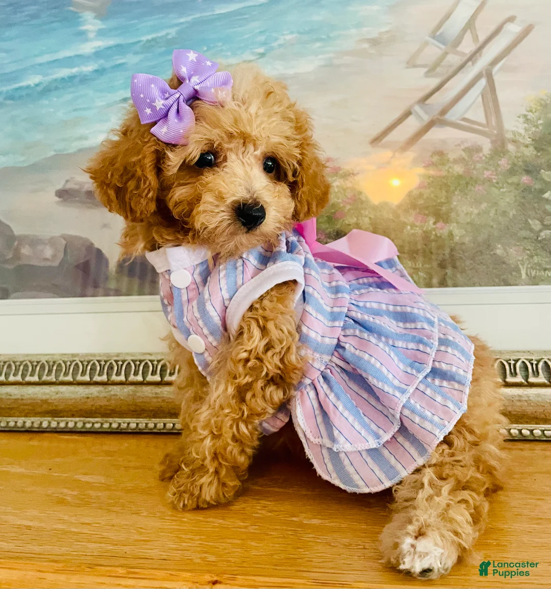 Maltipoo dogs for sale: Tiny Tulip - Ad 2