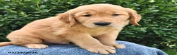 Golden Retriever dogs for sale: Ace  - Ad 3
