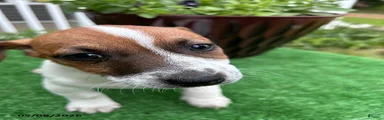 Alvin