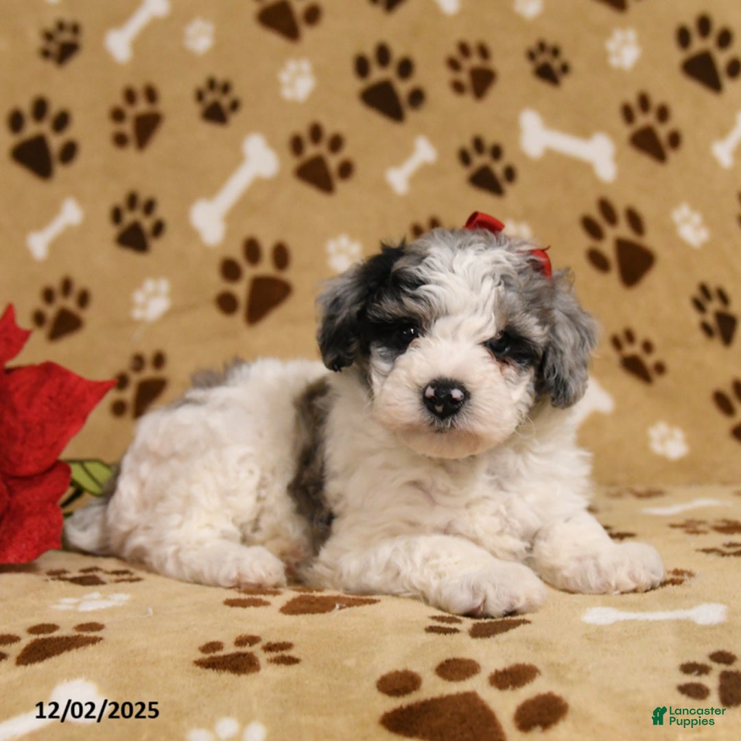 Toy Poodle dogs for sale: Patches - Ad 5