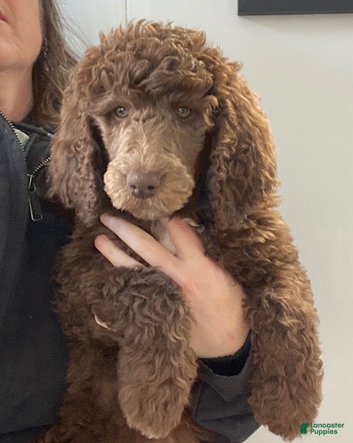 Standard Poodle dogs Krystal- genetic clear - Ad 1