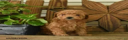 Toy Poodle dogs for sale: Petunia - Ad 2