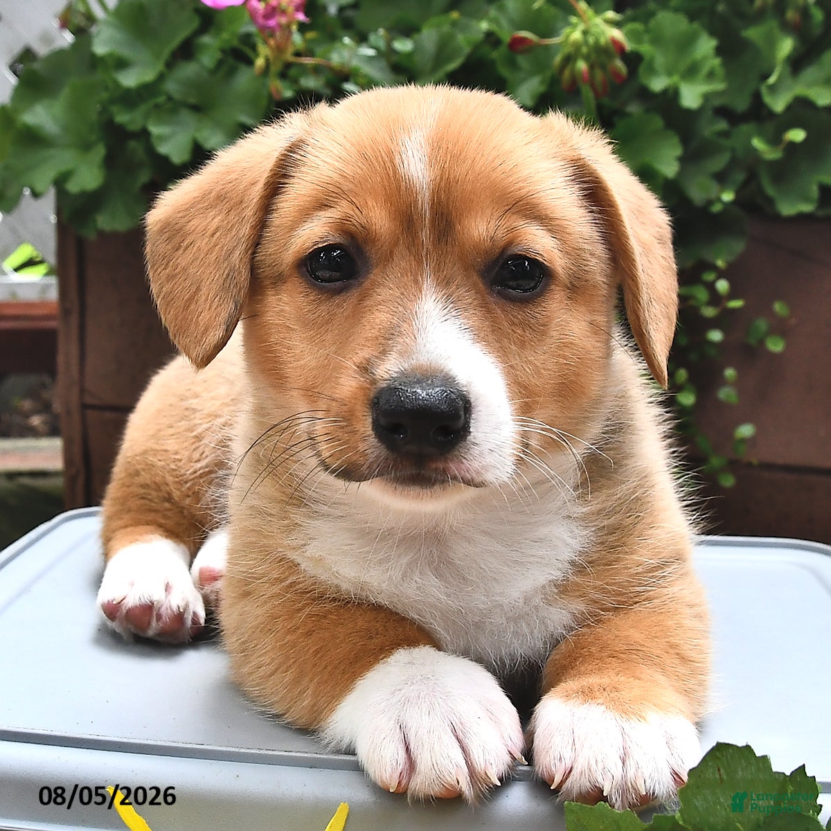 Welsh Corgi Pembroke dogs Dexter - Ad 1