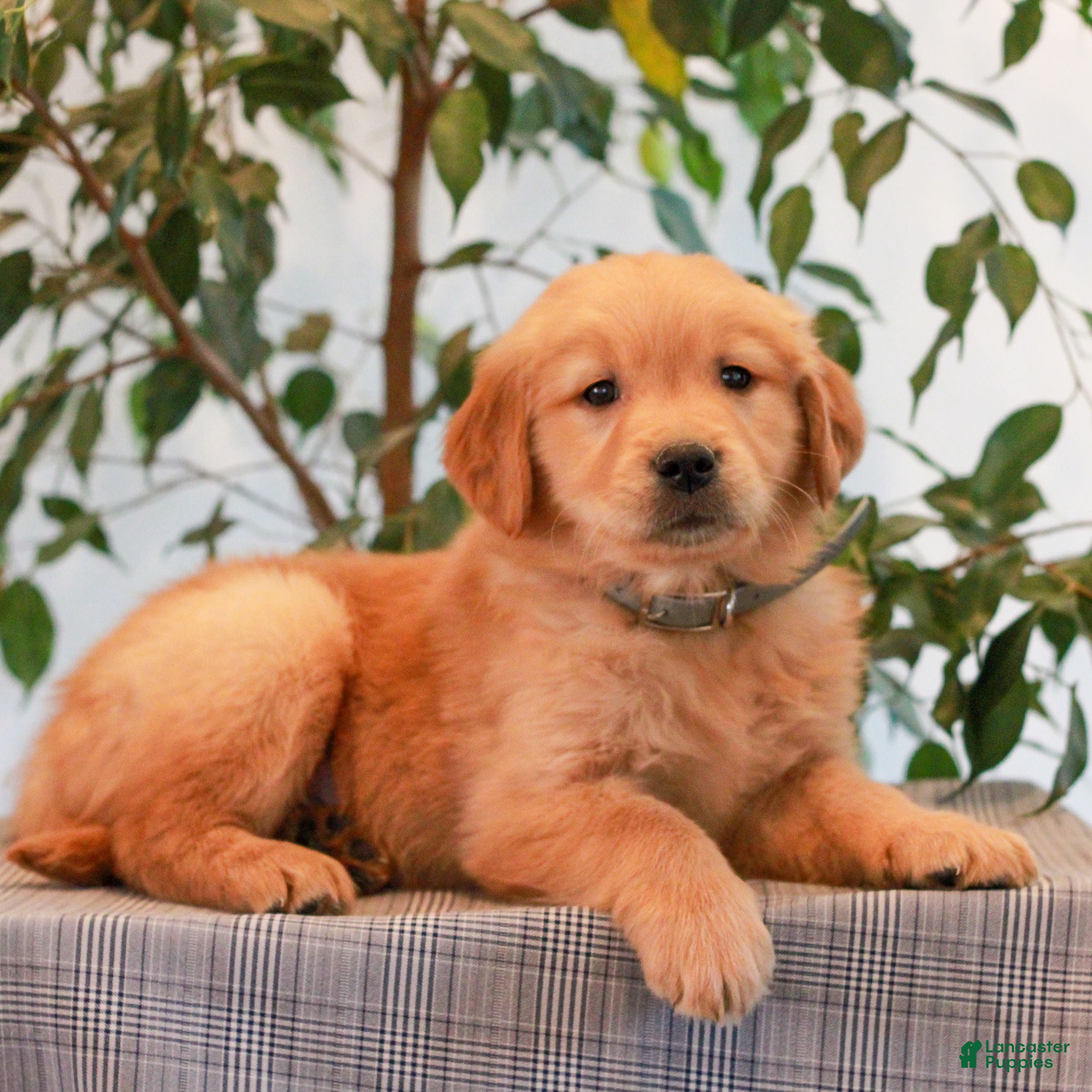 Golden Retriever dogs Parker  - Ad 1
