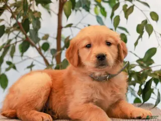 Golden Retriever dogs for sale: Parker - Ad 4