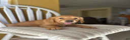 Golden Retriever dogs for sale: Orange puppy - Ad 4